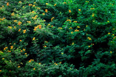 Trollius asiaticus - yeşil çayırdaki parlak turuncu çiçekler