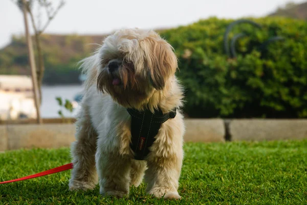 Brown Shih Caca Assis Sur Herbe Verte Extérieur Regarder Autour — Photo