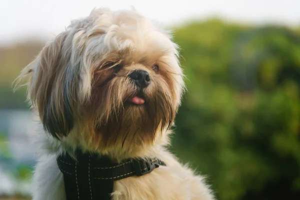 Brown Shih Caca Assis Sur Herbe Verte Extérieur Regarder Autour — Photo