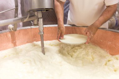 Parmesan peynir haşere işlem Bologna İtalya