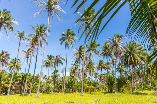 Palme alte su un'isola selvaggia della Thailandia — Foto Stock