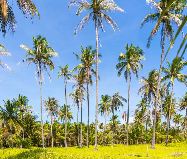 Palme alte su un'isola selvaggia della Thailandia — Foto Stock