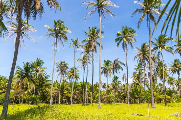 Palme alte su un'isola selvaggia della Thailandia — Foto Stock