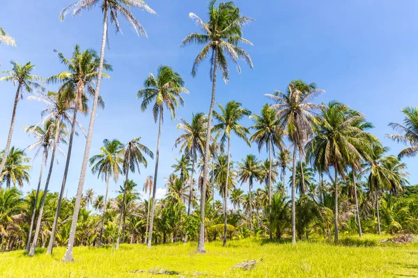 Palme alte su un'isola selvaggia della Thailandia — Foto Stock
