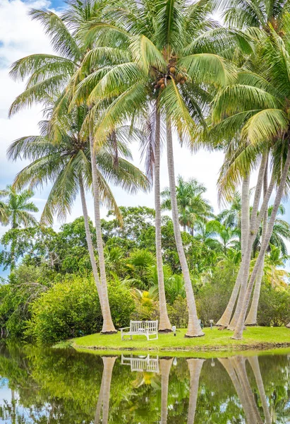 Beautiful park with tropical nature and palms — Stock Photo, Image