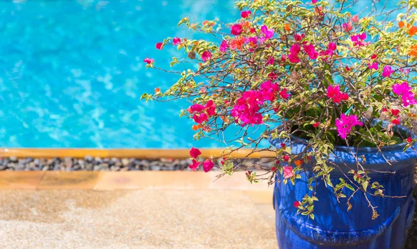 Vaso da fiori vicino a grande bella piscina in hotel di lusso — Foto Stock