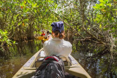 Tourist kayaking in mangrove forest in Everglades Florida, USA clipart