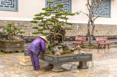 Vietnam parkta ağaç bakım işçi çalışıyor