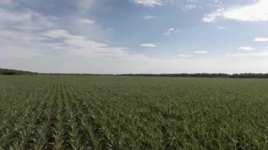 Yeşil gökyüzü ile tarım arazileri eğe Mısır üzerinden hava uçuş