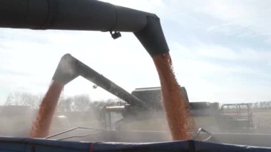 Hasat Mısır boş birleştirmek kamyon düşen