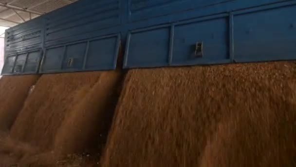Geoogste maïs gelost vallen van een vrachtwagen — Stockvideo