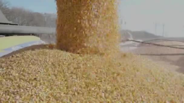 Выгруженная кукуруза падает с комбайна в грузовик. — стоковое видео