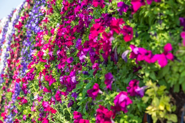Una gran cantidad de flores coloridas Bindweed en la pared —  Fotos de Stock