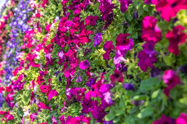 Una gran cantidad de flores coloridas Bindweed en la pared —  Fotos de Stock