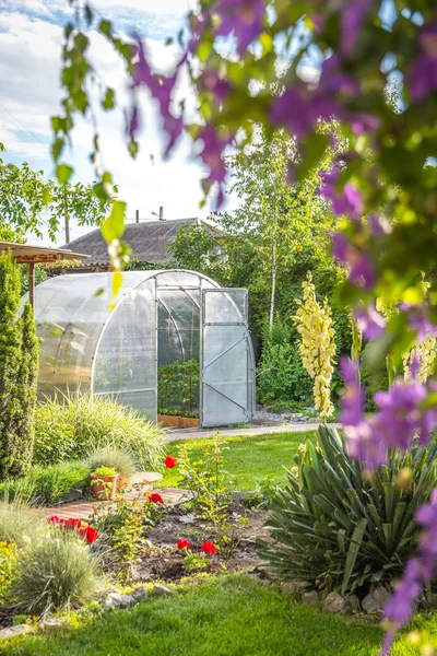 Invernadero en jardín del patio trasero con puerta abierta para ventilación —  Fotos de Stock