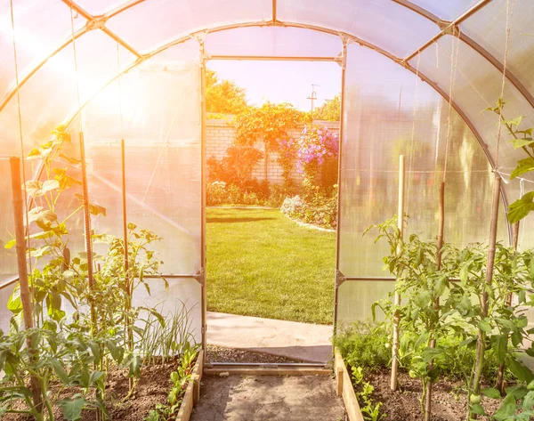 Välvda små växthus på privat bakgård med sol flare — Stockfoto