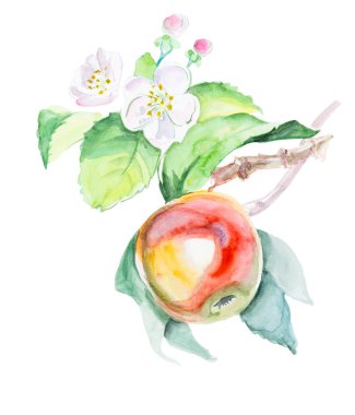 Suluboya el çiçeklerle kırmızı elma çizilmiş. Beyaz arka plan üzerinde izole eko doğal gıda meyve illüstrasyon