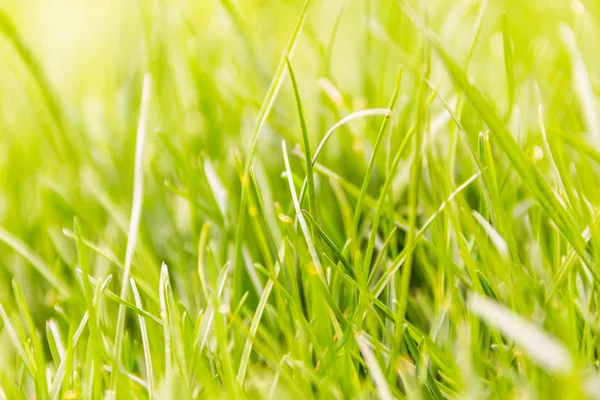 Fresh green grass macro background — Stock Photo, Image