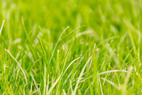 Taze yeşil çimen makro arka plan — Stok fotoğraf