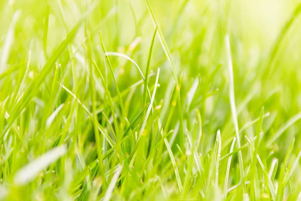 Fresh green grass macro background — Stock Photo, Image