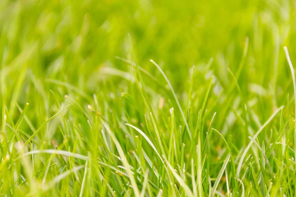 Fresh green grass macro background — Stock Photo, Image