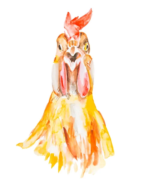 Rooster watercolor illustration isolated on a white background — Stock Photo, Image
