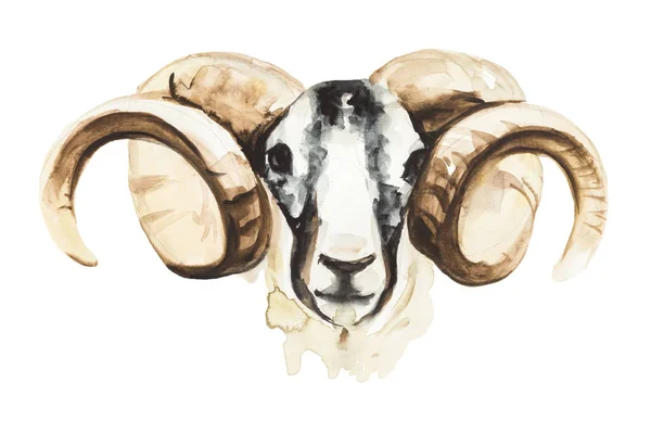 Ilustración en acuarela de un carnero aislado en blanco — Foto de Stock