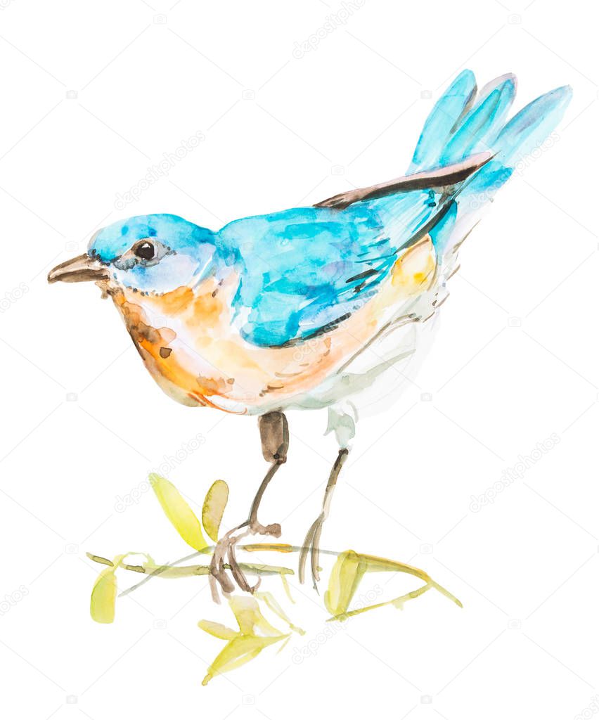 Little blue bird, watercolor hand painting on isolated white background