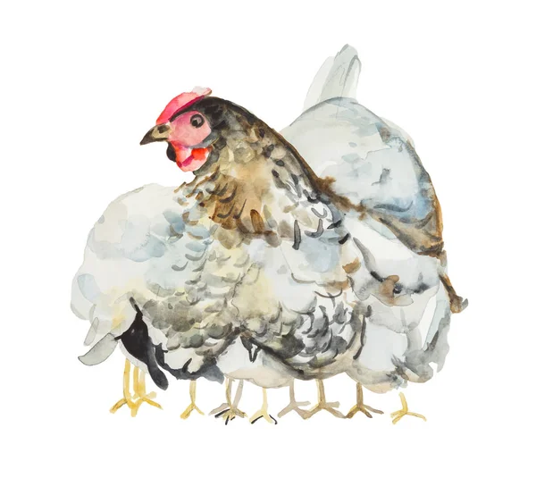 Akvarell höna och kycklingar isolerade på vit bakgrund — Stockfoto