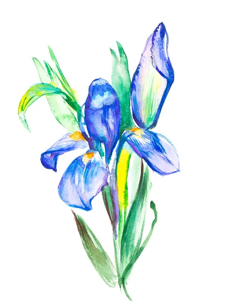 La branche fleurs Iris violet. Aquarelle illustration de peinture dessinée à la main, isolé sur fond blanc — Photo