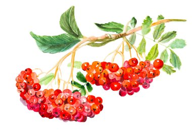 Kırmızı Viburnum opulus, ortak adı guelder-gül, yaprakları ve çilek ile şube, şifalı bitki. Beyaz bir arka planda izole suluboya el çizilmiş resim illüstrasyon