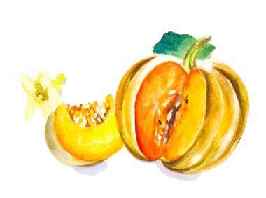 Beyaz arka planda izole kabak suluboya çizim