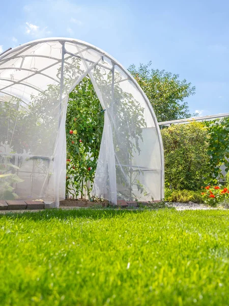 Varmt hus med tomater i privat hus trädgård i bakgård — Stockfoto