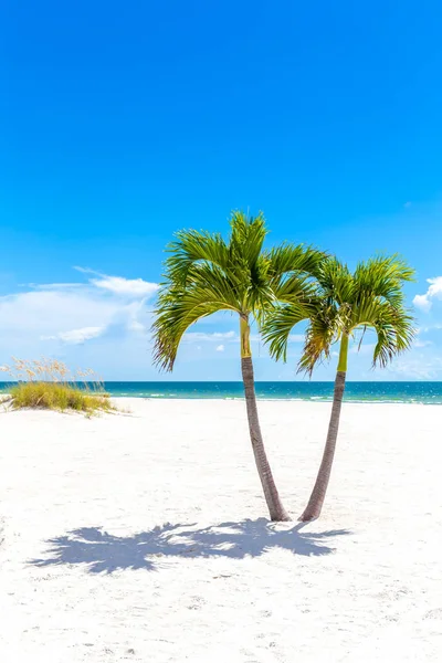 Twin Palm Trees in Florida beach, USA with copy space — стоковое фото