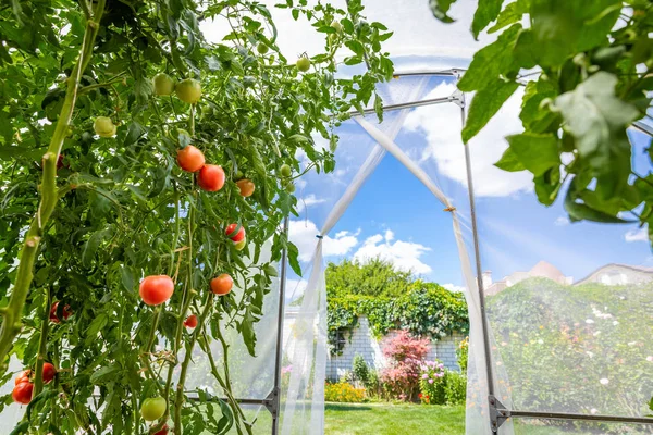 Вид изнутри небольшой частной теплицы с помидорами в саду — стоковое фото
