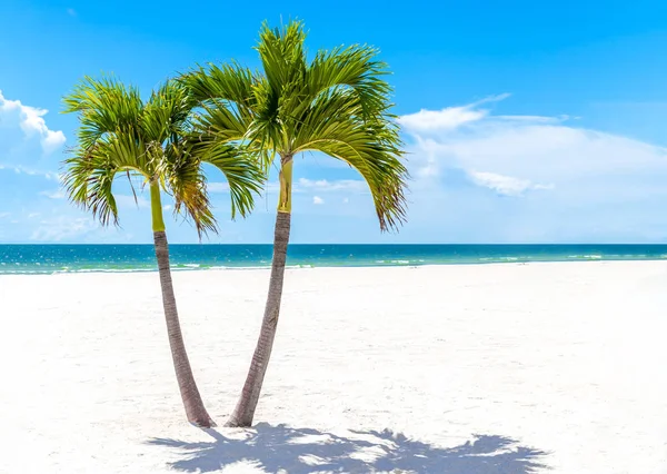 Twin Palm Trees in Florida beach, USA with copy space — стоковое фото