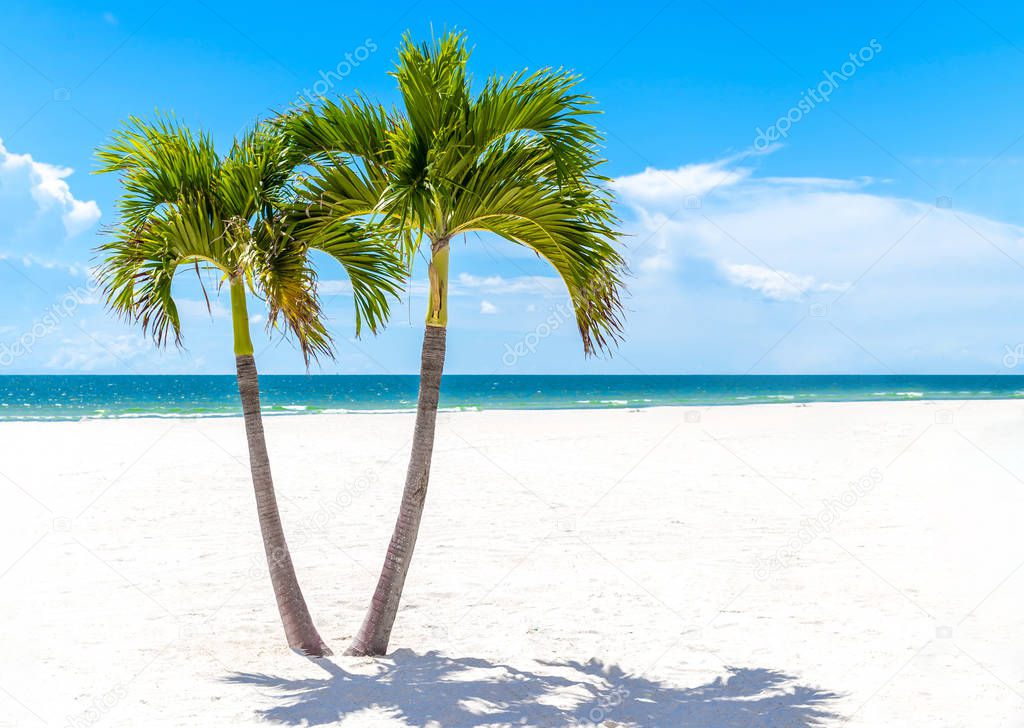 Twins Palm Trees in Florida beach, USA with copy space