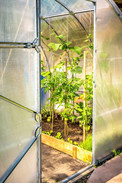 Invernadero en el jardín con puerta oped — Foto de Stock