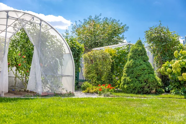 Grönsaker i privat trädgård i bakgård i växthus — Stockfoto