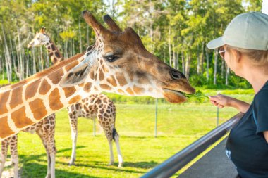 Florida, Abd - 19 Eylül 2019: West Palm Beach Florida'daki Lion Country Safari parkında zürafaları beslemek