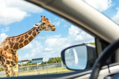 Florida, Abd - 19 Eylül 2019: Lion Country Safari, West Palm Beach Florida'daki parkta. Kafessiz hayvan hayvanat bahçesinde zürafaların yakınında araba sürmek