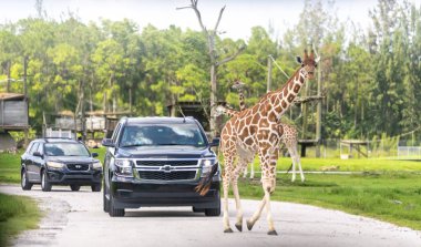 Florida, Abd - 19 Eylül 2019: Lion Country Safari, West Palm Beach Florida'daki parkta. Kafessiz hayvan hayvanat bahçesinde zürafaların yakınında araba sürmek