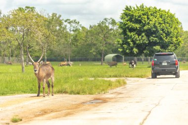 Florida, Abd - 19 Eylül 2019: Lion Country Safari, West Palm Beach Florida'daki parkta. Kafessiz hayvan hayvanat bahçesinde hayvanların yanında araba sürmek