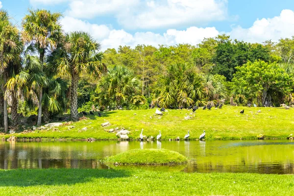 Lac avec de nombreux oiseaux dans le parc d'été — Photo