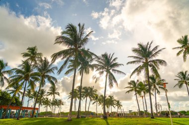 Miami, Usa - Eylül 09.09.209 Miami güney sahilinde sabah. Arka planda güneş ışığı olan palmiye ağaçları