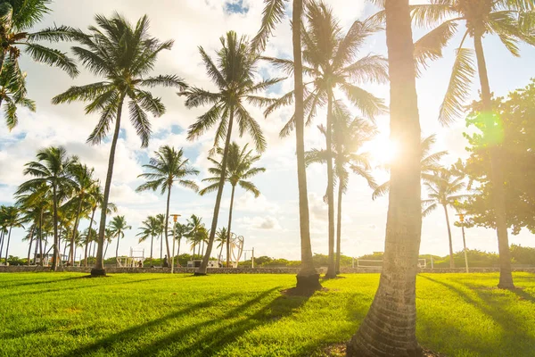 Miami, USA - September 09.09.2019: Morning in Miami south beach. Palm trees with sunlight on background — Stock Photo, Image