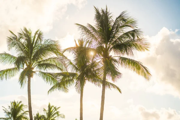 Morning in Miami south beach. Palm trees with sunlight on background — Stock Photo, Image