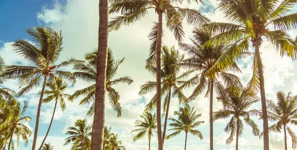 Rami di palme da cocco sotto cielo azzurro - stile retrò d'epoca — Foto Stock
