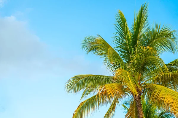 Yellow coconut palm on the blue sky background — Stock Photo, Image