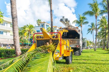 Miami, Usa - Eylül 09.09.2019: Miami Güney Sahili 'nde palmiye ağaçları kesmek